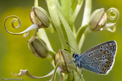 Bl�uling Bocksriemenzunge - Zum Vergroessern klicken!